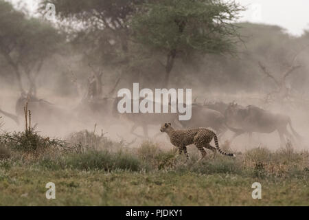 La chasse au guépard, gnous bleus, Ndutu Serengeti, Ngorongoro Conservation Area, Tanzania Banque D'Images