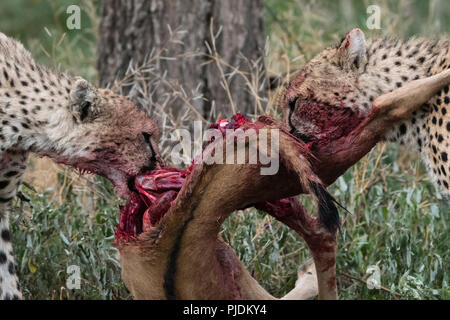 Deux cheetah, nourrir un veau, gnous bleus, Ndutu Serengeti, Ngorongoro Conservation Area, Tanzania Banque D'Images