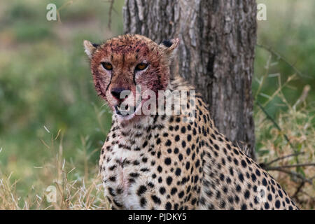 Le Guépard (Acinonyx jubatus) avec un visage sanglant, après l'alimentation, Ndutu Serengeti, Ngorongoro Conservation Area, Tanzania Banque D'Images