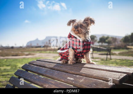 Manteau en chien sur le dessus de banc en bois Banque D'Images