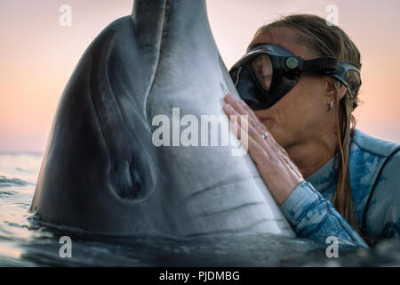 Freediver interagit avec de grands dauphins solitaires sauvages poussiéreux, Doolin, Clare, Irlande Banque D'Images