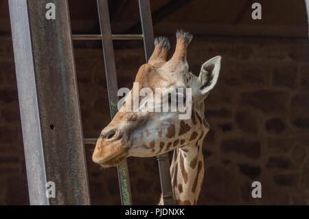 Girafe isolés à la recherche d'un stylo au zoo. Banque D'Images