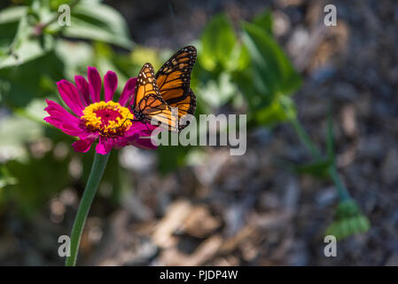 Papillon monarque sur fleurs magenta Banque D'Images