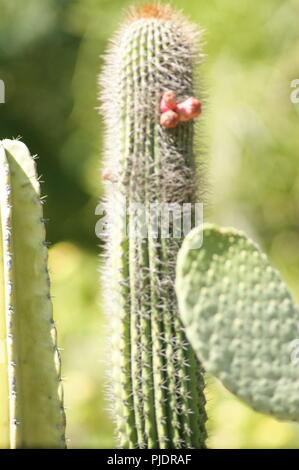 Gros plan de fleurs de cactus rouge, close-up of red cactus fleurs, kaktusgelben Nahaufnahme der Blüten rotte, Primer Plano de rosso flores amarillas Banque D'Images