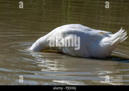 Grand canard blanc de lourdes avec la tête en dessous du niveau de la surface de l'eau à la recherche de nourriture Banque D'Images