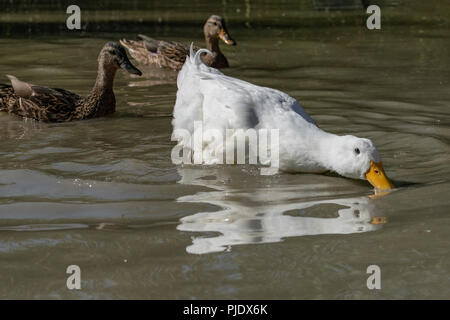 Grand canard de Pékin à la recherche de nourriture dans les eaux peu profondes que deux femmes sur le canard colvert Banque D'Images