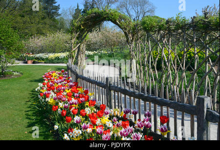 Une frontière de Mixed Tulips & jonquilles à côté d'une clôture en bois sous un saule Arch à RHS Garden Harlow Carr, Harrogate, Yorkshire. Angleterre, Royaume-Uni. Banque D'Images