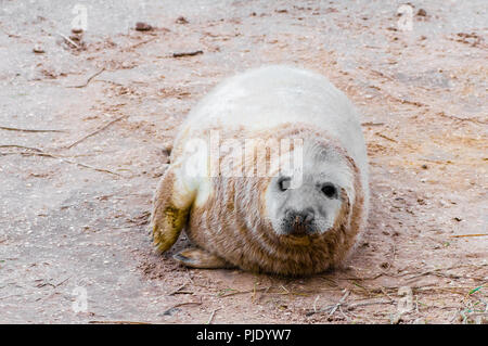 Sceau sur la plage à Donna Nook colonie de phoques, UK Banque D'Images