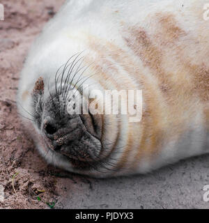 Sceau sur la plage à Donna Nook colonie de phoques, UK Banque D'Images