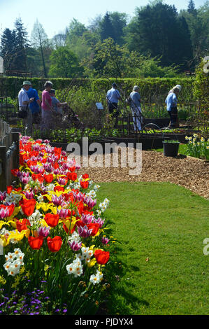 Les gens qui marchent dans le potager par une frontière de Mixed Tulips & jonquilles au RHS Garden Harlow Carr, Harrogate, Yorkshire. Banque D'Images