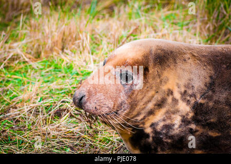 Sceau sur la plage à Donna Nook colonie de phoques, UK Banque D'Images