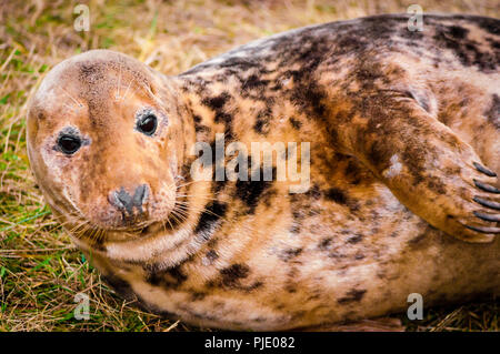 Sceau sur la plage à Donna Nook colonie de phoques, UK Banque D'Images