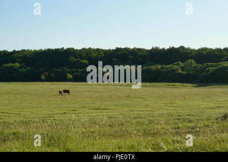 Cheval Rouge à cheval poulain pâturage sur pré. Jour du soleil. Banque D'Images