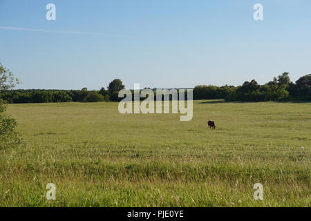 Cheval Rouge sur pâturage prairie. Jour du soleil. Banque D'Images