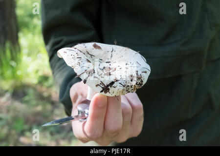 Un homme a trouvé un champignon dans la forêt. Tient un champignon dans sa main. Résistance au Lactarius Banque D'Images