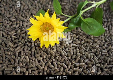 Granulés de bois noir fait de plants de tournesol Banque D'Images