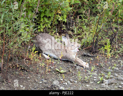 Lapin sauvage des étirements et bâillements, Mid Wales/Shropshire Uk,2018,frontières Banque D'Images