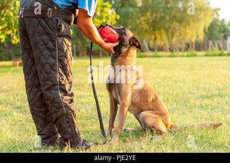 Un magnifique chien de berger belge Malinois et son formateur la formation avec un ballon sur la pelouse lors d'une journée ensoleillée. Banque D'Images