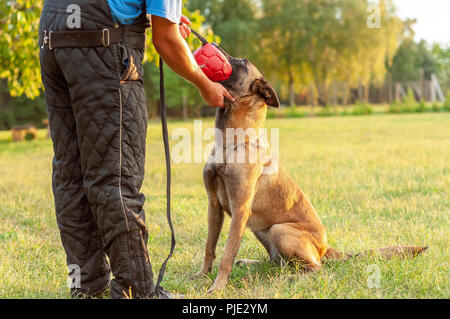 Un magnifique chien de berger belge Malinois et son formateur la formation avec un ballon sur la pelouse lors d'une journée ensoleillée. Banque D'Images