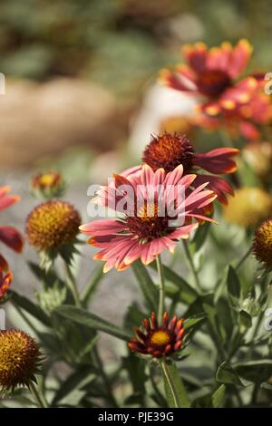 Diverses Fleurs photographie macro Close Up Banque D'Images