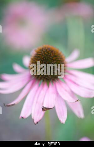 Diverses Fleurs photographie macro Close Up Banque D'Images