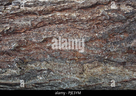 Fond de bois de conifères : l'écorce des arbres, le pin ou sapin Banque D'Images