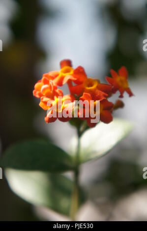 Gros plan de fleurs orange et rouge de Lantana camara Verbenaceae, close-up of a red and orange Lantana camara flower grand-sage, wild-sage, rouge-sage, w Banque D'Images