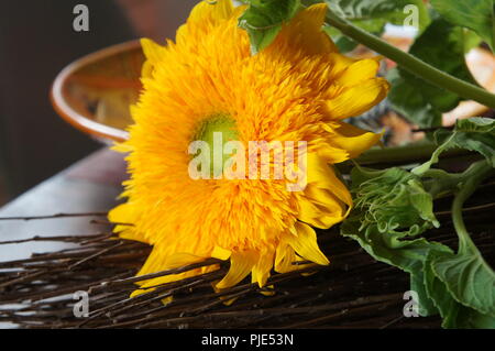 Ours en peluche TOURNESOL Helianthus annuus orange, TOURNESOL Helianthus annuus ours orange, Helianthus annuus Osito de peluche naranja, Sonnenblumen Banque D'Images