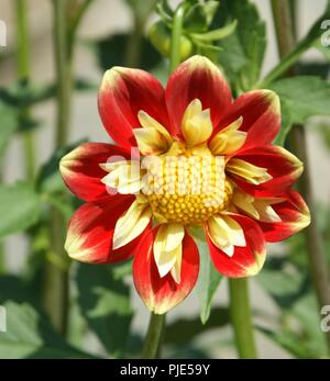 Gros plan de fleur de dahlia jaune et rouge de la famille des astéracées, close-up de jaune et rouge fleur dahlia asteraceae, Nahaufnahme gelben und der rote Dahlienb Banque D'Images