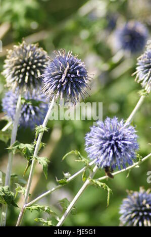 Gros plan d'une fleur de chardon bleue dans un jardin extraordinaire Asteraceae, close-up d'un chardon bleu fleur dans un jardin extraordinaire, Banque D'Images