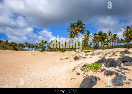 Palmiers sur la plage de Anakena, île de Pâques, Chili Banque D'Images