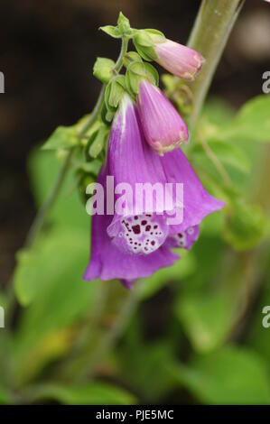 Gros plan d'une fleur de digitale rose digitalis purperea plantaginaceae, close-up of a rose fleurs digitalis digitalis purperea plantaginaceae, Nahau Banque D'Images