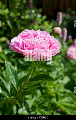 Gros plan de la fleur de pivoine rose fleurissant dans un jardin en été Angleterre Royaume-Uni Grande-Bretagne Banque D'Images