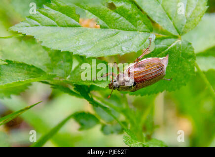 May beetle assis sur une branche avec des feuilles fraîches en atmosphère naturelle Banque D'Images