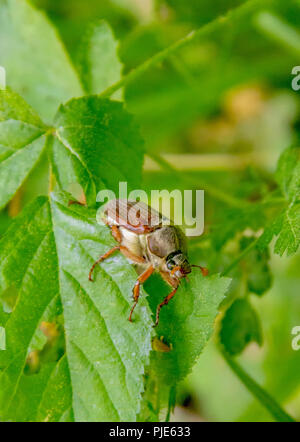May beetle assis sur une branche avec des feuilles fraîches en atmosphère naturelle Banque D'Images