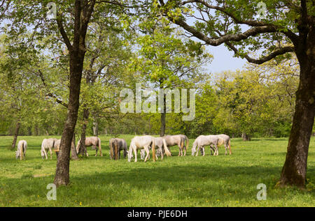 Groupe de chevaux Lipizzan de pâturage dans un champ de Lipica, Slovénie Banque D'Images