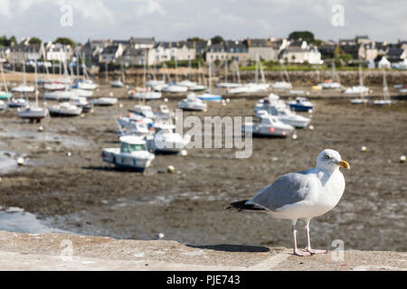 Seagull posant devant des dizaines de bateaux en attente de la fin de la marée basse de la mer. Banque D'Images