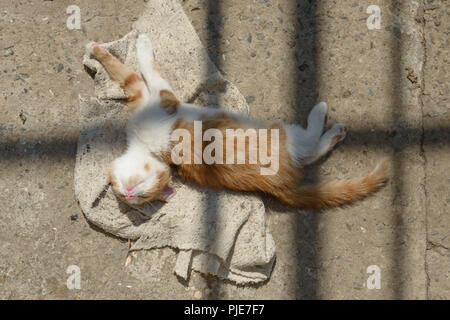 Close-up rouge-blanc cute kitten c'est tendu de pose sur le côté, sur le sol de béton en bandes de la lumière solaire. Banque D'Images