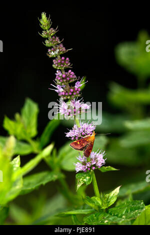 La menthe (Pyrausta aurata) sur une fleur de menthe Banque D'Images