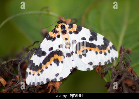 Magpie Moth Banque D'Images