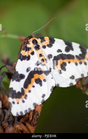 Magpie Moth Banque D'Images
