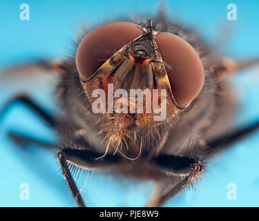 Mouche à viande Sarcophaga bercaea macro extrême de la tête Banque D'Images