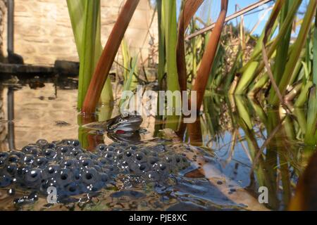 Grenouille rousse (Rana temporaria) et frogspawn dans un étang de jardin, Bradford-On-Avon, Wiltshire, Royaume-Uni, mars. Banque D'Images