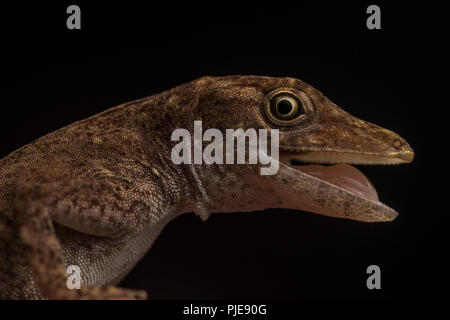 Un mince Anole (Anolis Amazon fuscoaurateus) essaie de rechercher comme intimidant que possible pour décourager la prédation. Banque D'Images