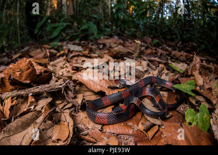 Un serpent de flamme de la forêt (Oxyrhopus petolarius) également connu sous le nom de corail flase, correspond à certaines espèces de serpents corail mais est en fait totalement inoffensive. Banque D'Images