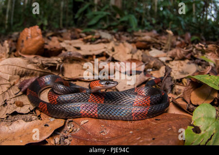 Un serpent de flamme de la forêt (Oxyrhopus petolarius) également connu sous le nom de corail flase, correspond à certaines espèces de serpents corail mais est en fait totalement inoffensive. Banque D'Images