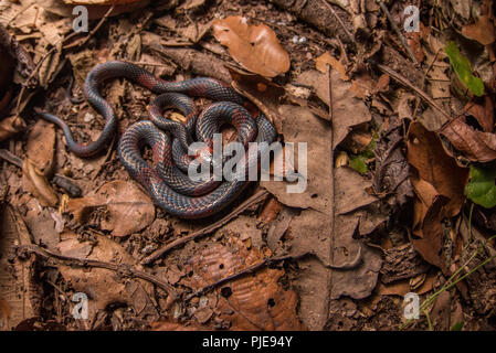 Un serpent de flamme de la forêt (Oxyrhopus petolarius) également connu sous le nom de corail flase, correspond à certaines espèces de serpents corail mais est en fait totalement inoffensive. Banque D'Images