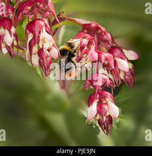 Red-tailed bumblebee, Bombus lapidarius, le chèvrefeuille, l'himalaya Leycesteria formosa Banque D'Images
