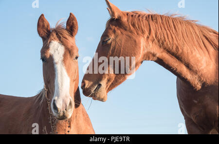 Près de deux chevaux portraite brown contre ciel bleu clair. Sur le cheval de manger hé Banque D'Images