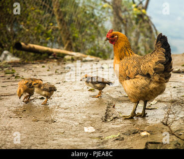 La mère poule et ses poussins dans les villages ruraux à Sapa, Vietnam Banque D'Images